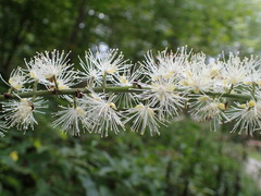 Actaea podocarpa