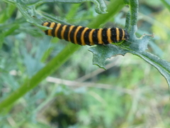 Tyria jacobaeae