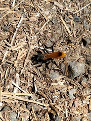 Palmodes praestans