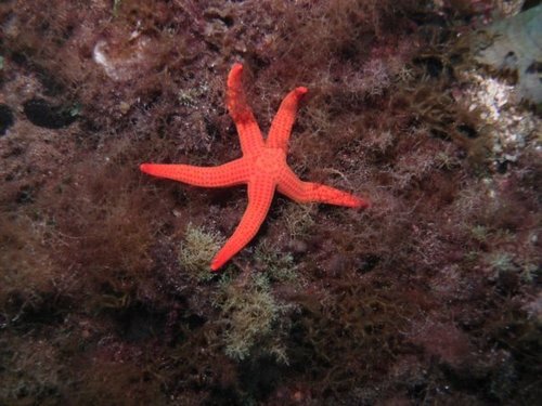 Hacelia attenuata