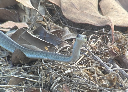 Common Tree Snake sighting