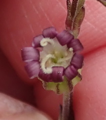 Silene