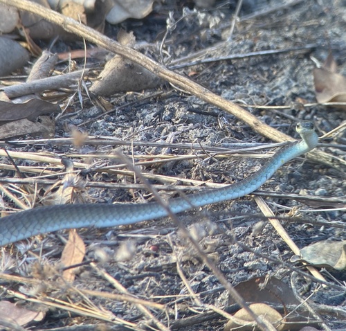 Common Tree Snake sighting