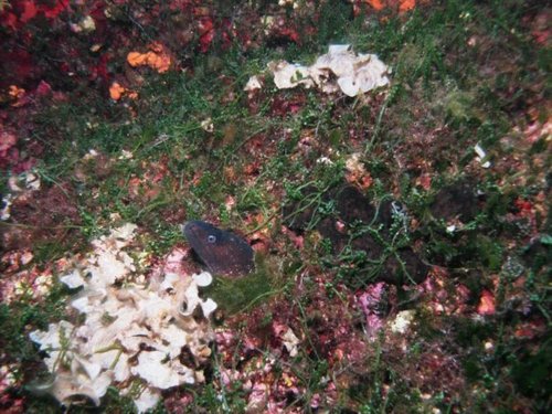 Muraena helena