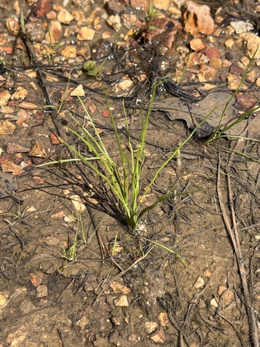 Butler's quillwort (Isoetes butleri)