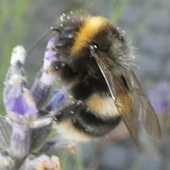 Bombus