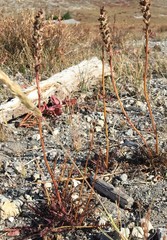 Pedicularis attollens