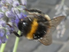 Bombus