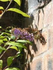 Buddleja davidii