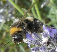 Bombus