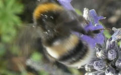 Bombus