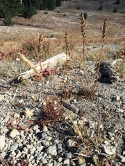 Pedicularis attollens