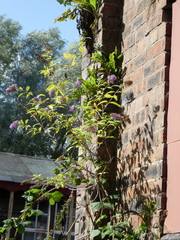 Buddleja davidii