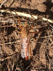 Diogmites angustipennis