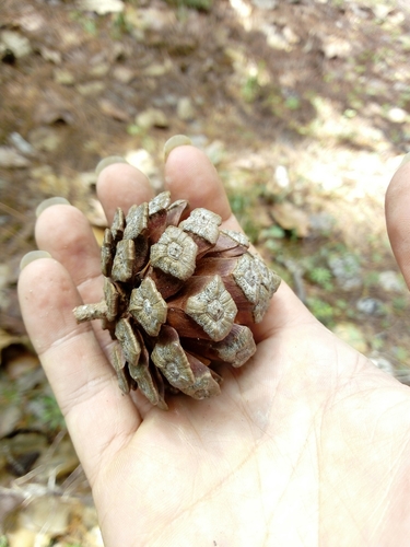 Pinus luzmariae (Pinus luzmariae)