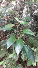 Miconia xalapensis