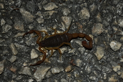 Centruroides ochraceus