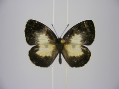 Falcuna margarita