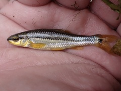 Guadalupe Roundnose Minnow photo 3