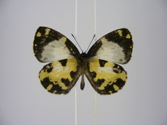 Falcuna margarita