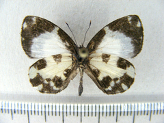 Falcuna margarita