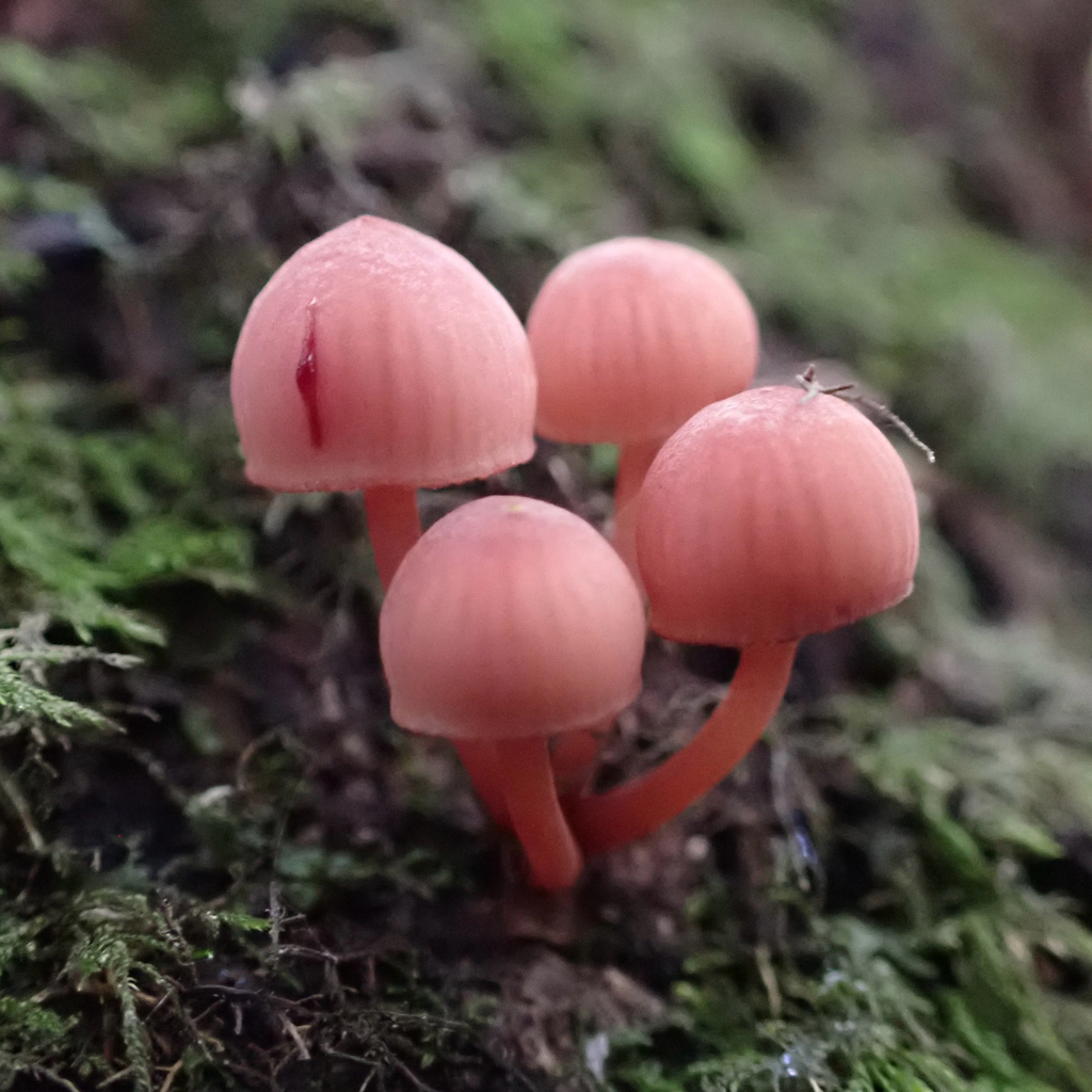 Mycena haematopus · May 2025 · photo: © cristianriquelme (iNaturalist, cc-by)