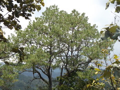 Pinus georginae