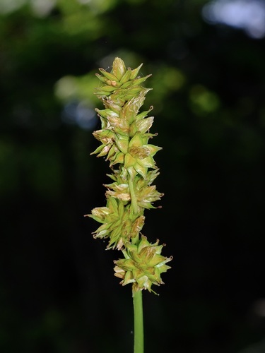 Carex gravida L.H.Bailey