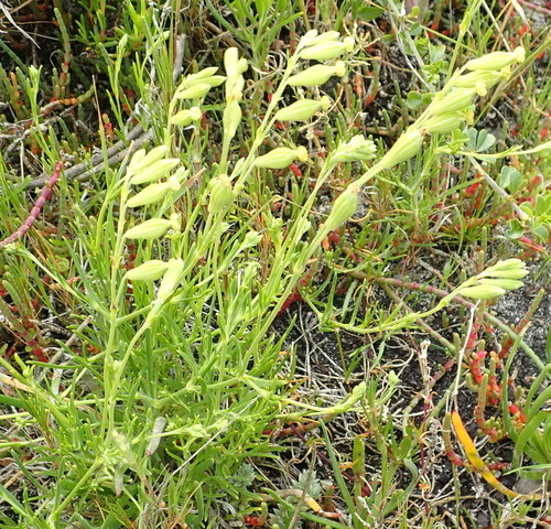 Image of Silene aethiopica by (c) Nicola van Berkel, some rights reserved (CC BY-SA)