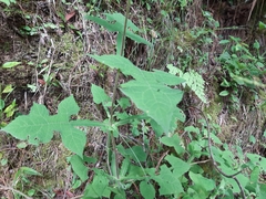 Smallanthus oaxacanus