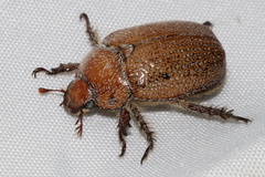 Anoplognathus velutinus
