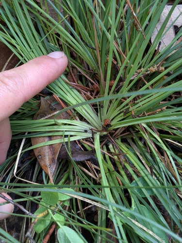 Image of Xerophyllum asphodeloides by no rights reserved