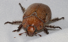 Anoplognathus velutinus