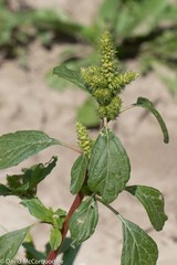 Amaranthus hybridus