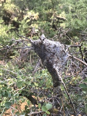 Malacosoma californica