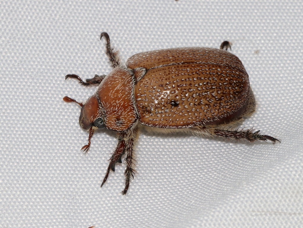 Hairy Spotted Beetle