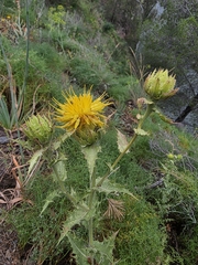 Phonus arborescens, photograph Jacek Pietruszewski, CC BY, iNaturalist via GBIF