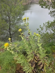 Phonus arborescens, photograph Jacek Pietruszewski, CC BY, iNaturalist via GBIF