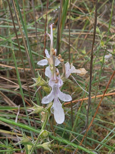 Image of Teucrium pseudochamaepitys by (c) Jacek Pietruszewski, some rights reserved (CC BY)