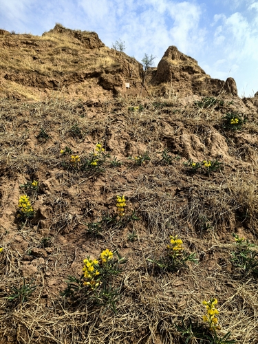 lanceleaf thermopsis