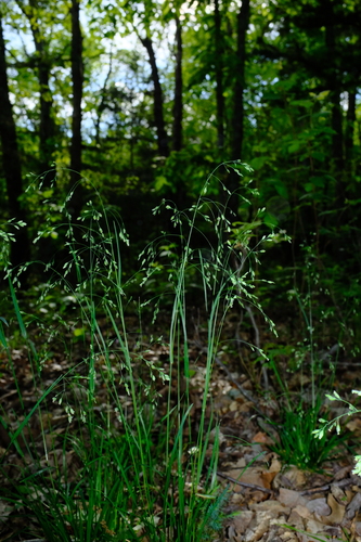 Wolf's bluegrass (Poa wolfii)
