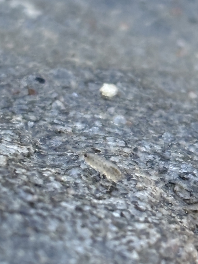 Cordgrass Marshhopper