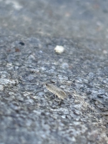 Cordgrass Marshhopper