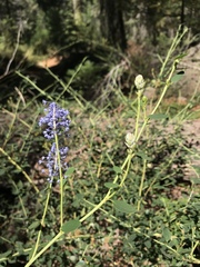 Ceanothus parvifolius