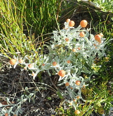 Helichrysum cochleariforme