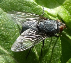 Diptera
