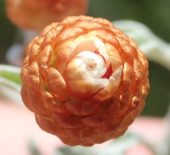 Helichrysum cochleariforme