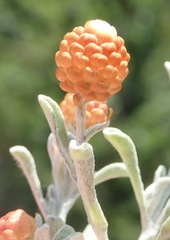 Helichrysum cochleariforme