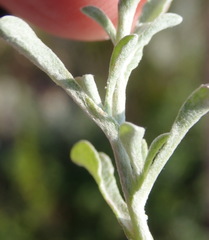 Helichrysum cochleariforme