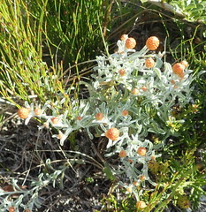 Helichrysum cochleariforme